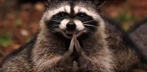 Evil Plotting Raccoon